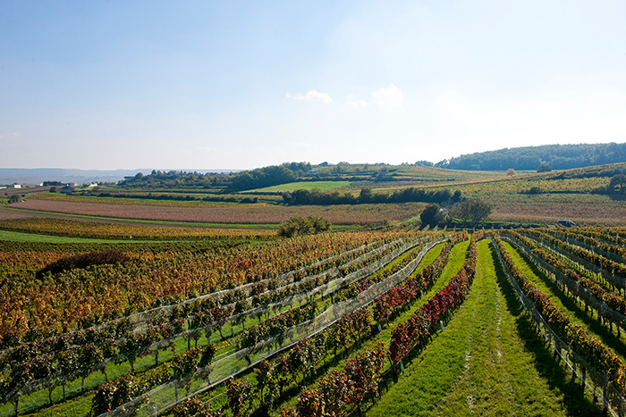 Weingarten vom Weingut Tesch