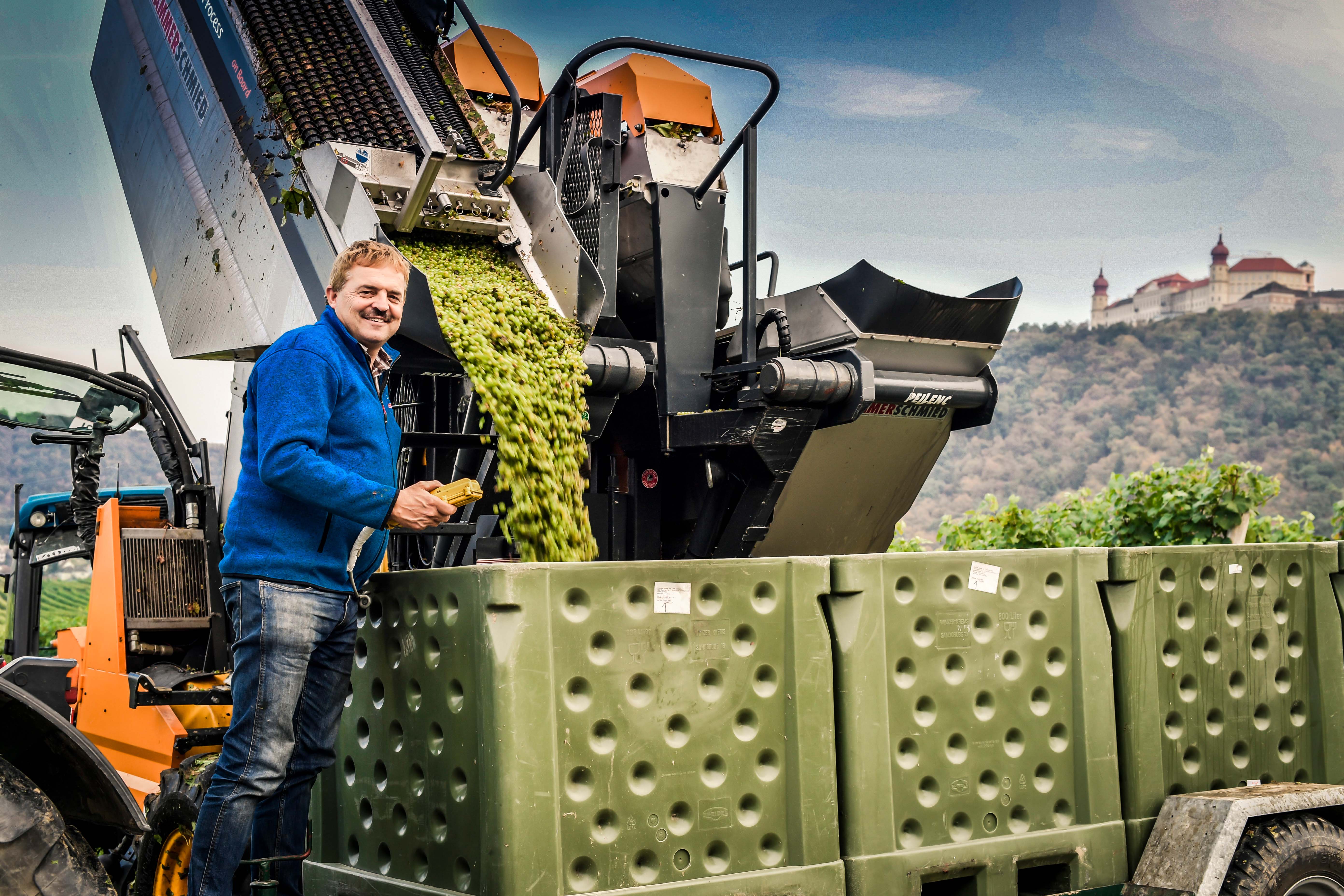 Josef Dockner erntet gerade die Beeren, welche von einer Erntemaschine in große, grüne Behälter gefüllt wird