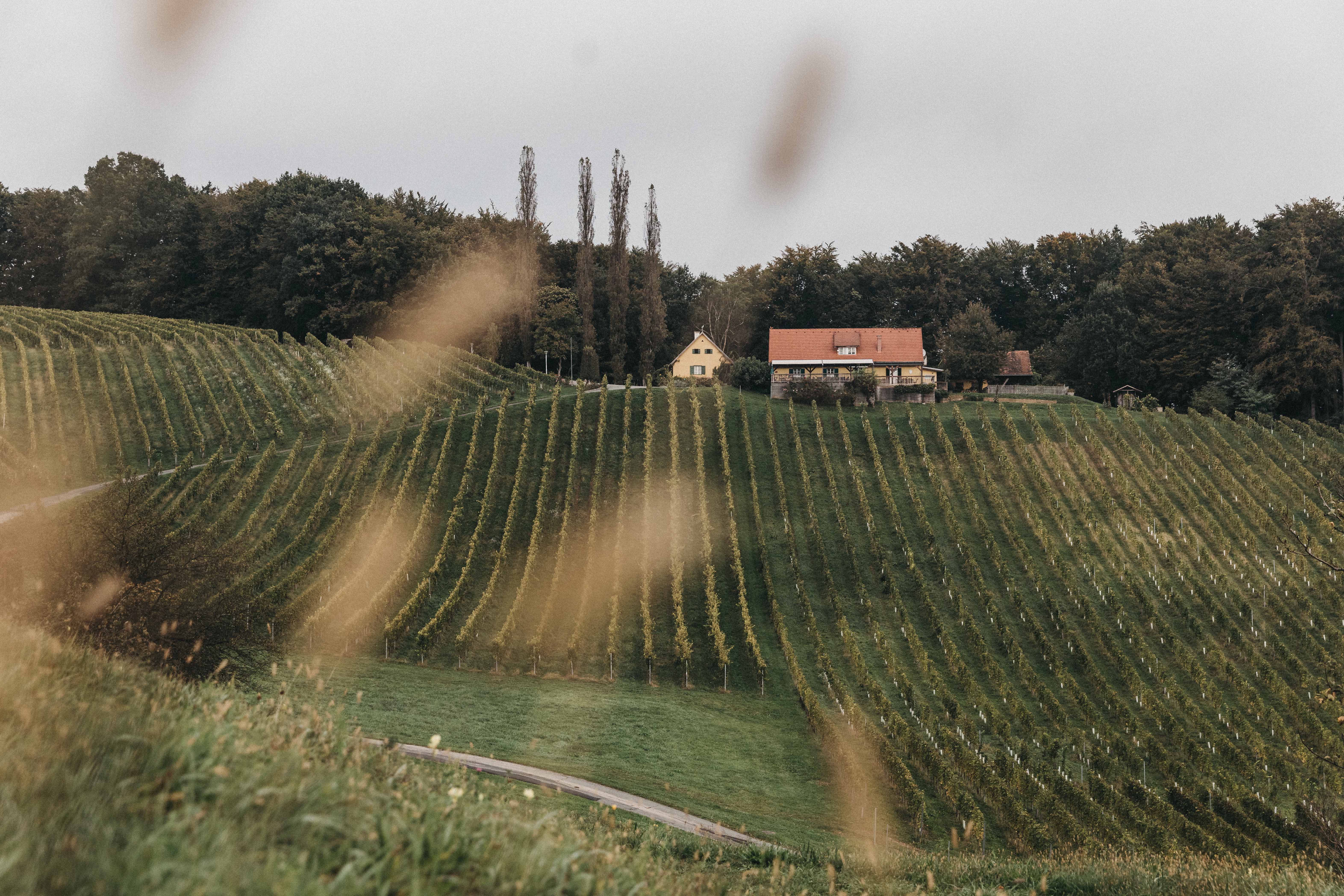 Blick über die Weingärten von Jürgen Trummer bis zu einem schönen Landhaus