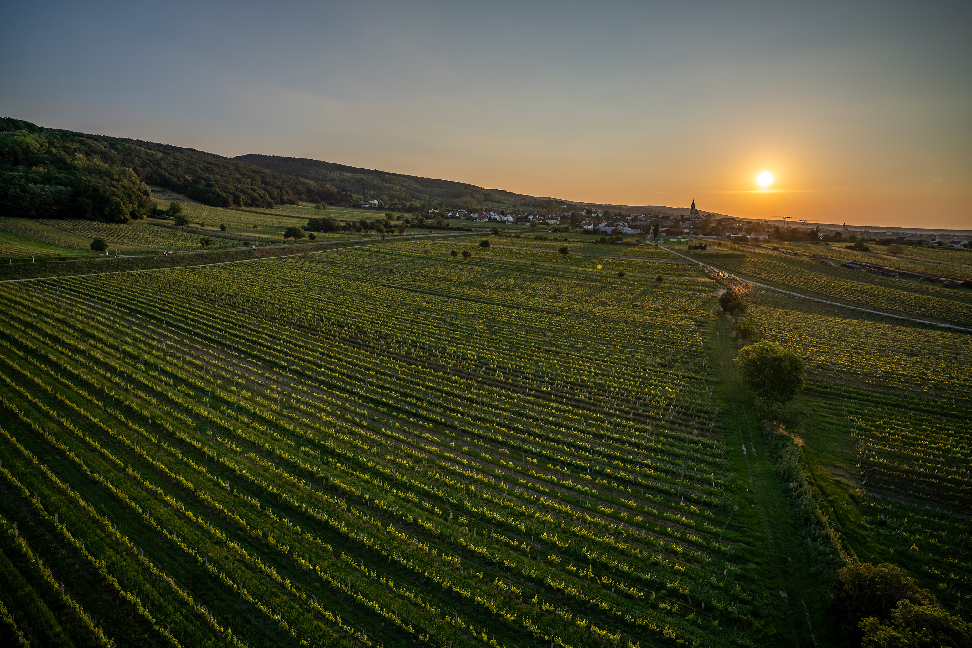 Panoramablick über die Weingärten des Weinguts Kollwentz mit Sonnenuntergang