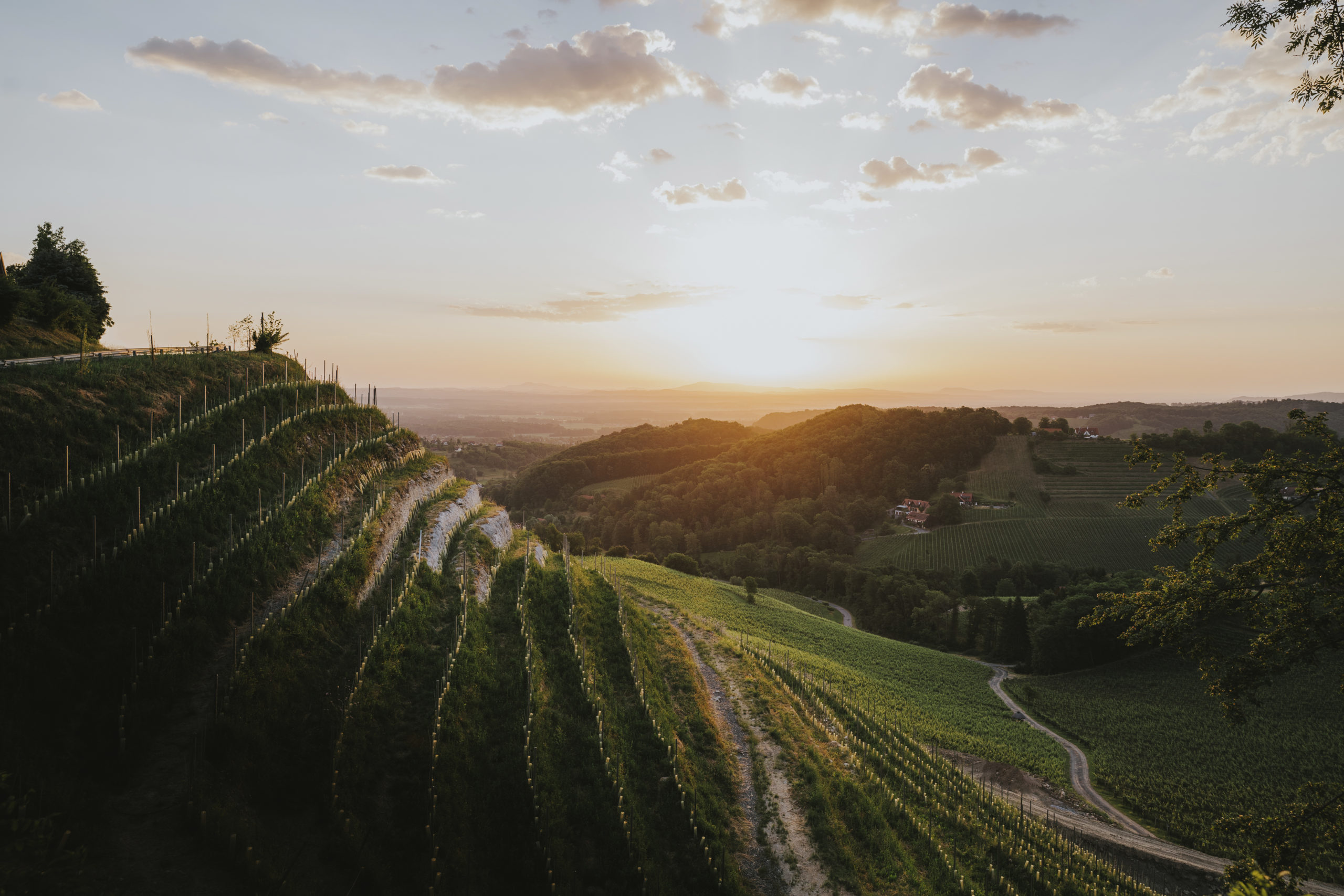 Ansicht eines Weinberges von Tement von Oben bei Sonnenaufgang