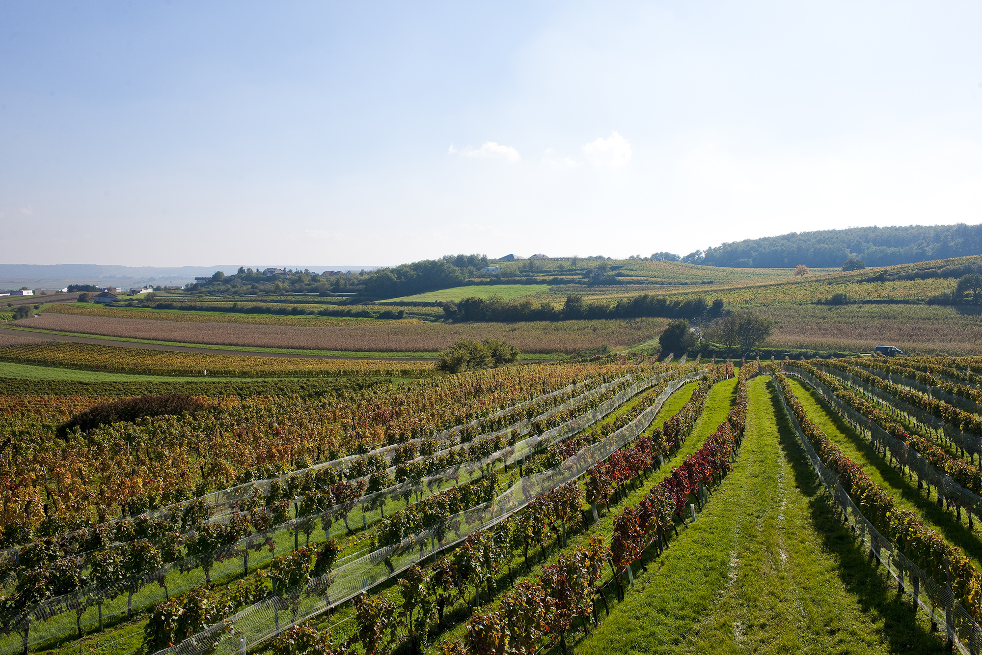 Weingarten des Weingut Tesch in der Panoramaansicht