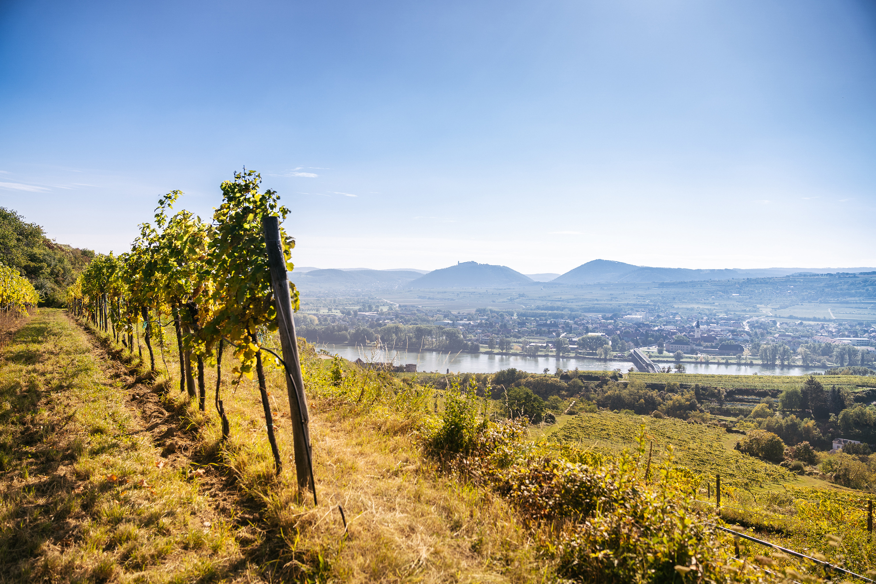 Terrassierte Weinreben von Salomon Undhof mit Blick auf die Donau