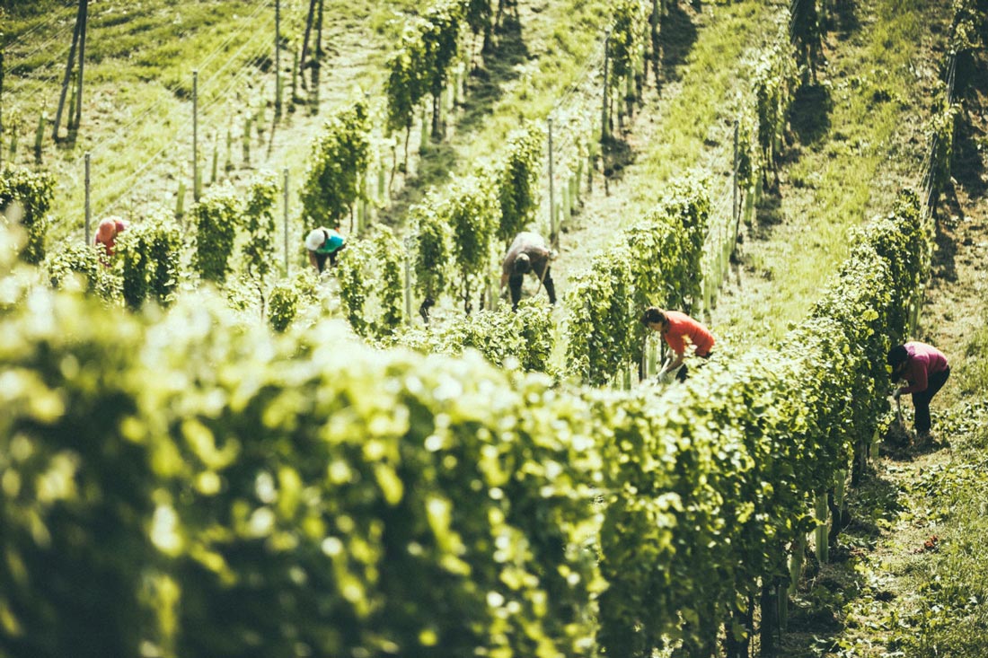 Weingarten mit Arbeitern bei der Ernte Weingut Gross