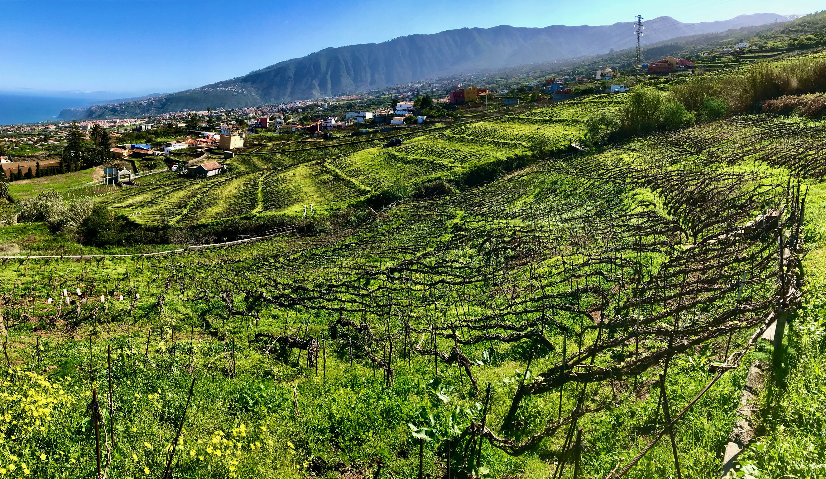 Weingärten des Weinguts mit einem schönen Blick über die Region
