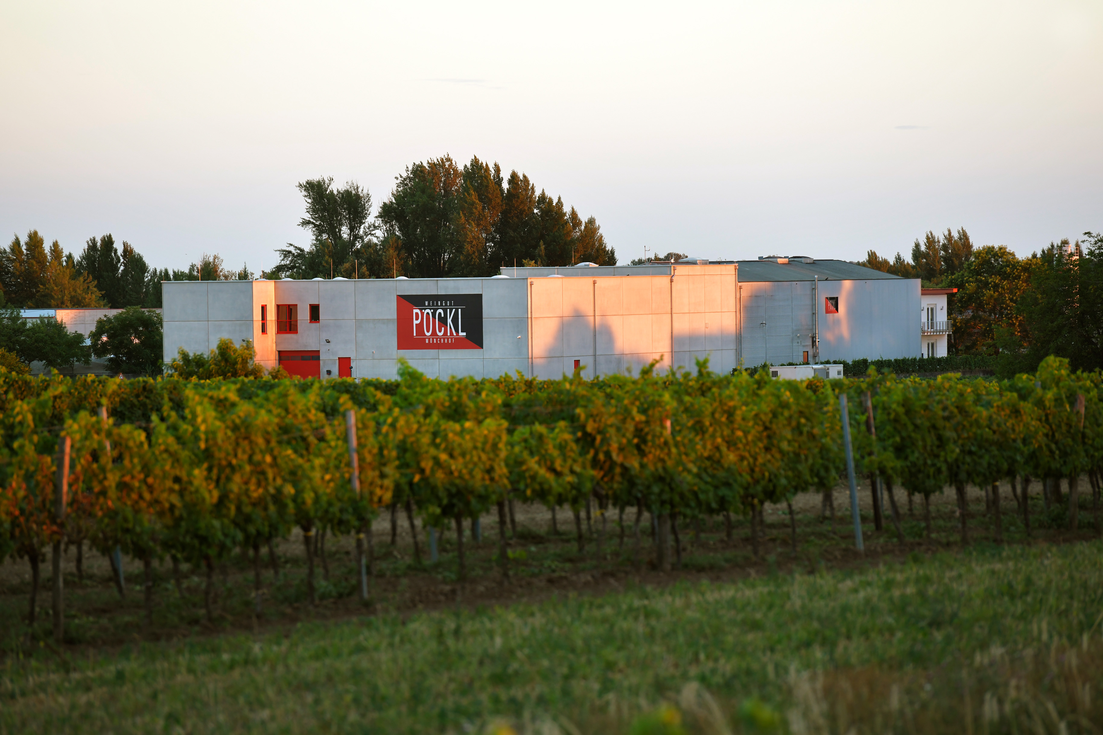das Hauptgebäude von Weingut Pöckl in Mitten vieler Weingärten