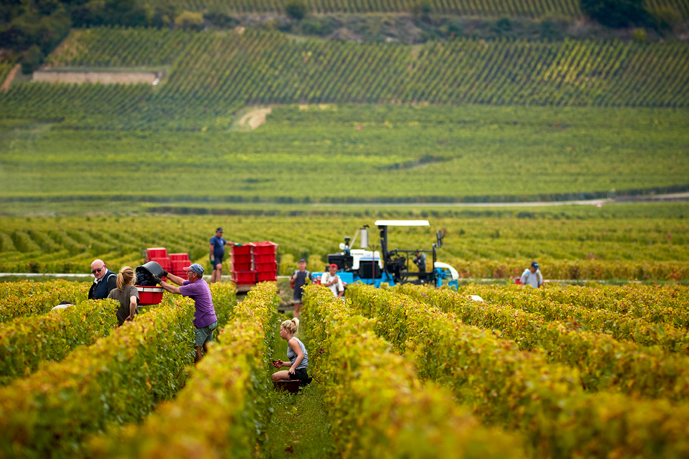 Menschen bei der Lese im Weingarten in der Burgund. Die Blätter sind bereits gelb. Ein türkiser Traktor hilft beim Transport.